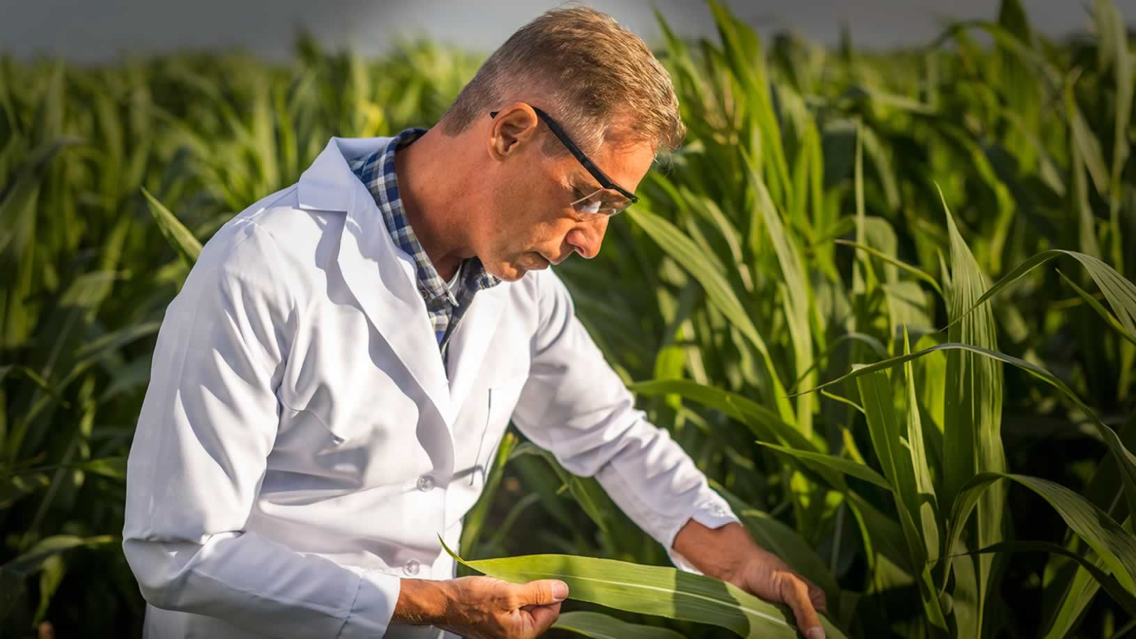 1210- empregabilidade-o-engenheiro-agronomo-e-sua-atuacao